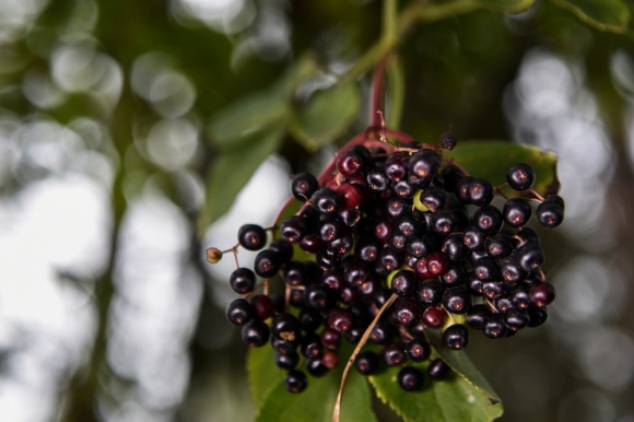 Czarny bez – naturalny sposób na zdrowie